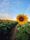 Sunflower Fields And Blue Sky Backdrop IBD-246812