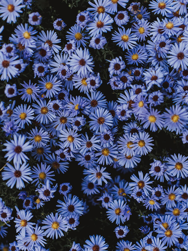 Purple Little Daisy Flower Backdrop IBD-246814