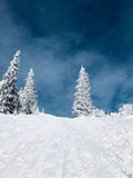 Grand Fir Forest Covered Snow Blue Sky Landscape Backdrop IBD-246815
