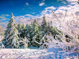 Grand Fir Forest Covered Snow Backdrops IBD-246817