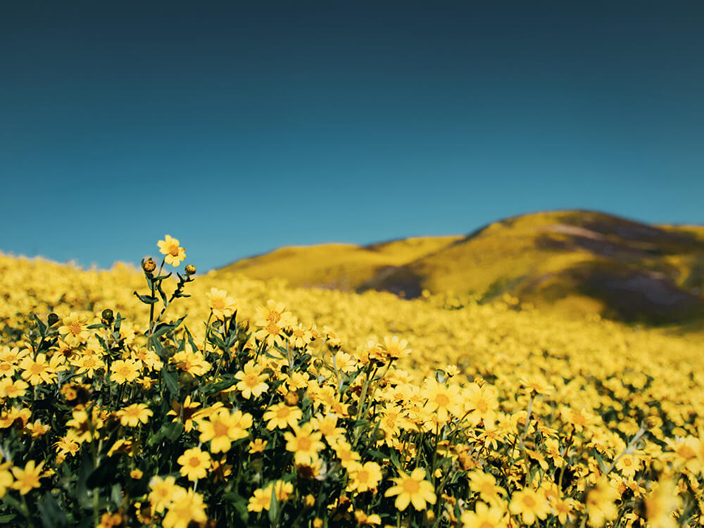 Yellow Little Daisy Flower Field Backdrop IBD-246818