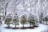 Forest Covered By Snow Landscape Backdrop IBD-246908 size:1.5x1