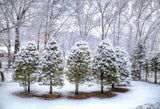 Forest Covered By Snow Landscape Backdrop IBD-246908 size:2.2x1.5