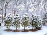 Forest Covered By Snow Landscape Backdrop IBD-246908