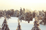 Grand Fir Forest Covered Snow Landscape Backdrop IBD-246911 size:1.5x1