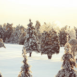 Grand Fir Forest Covered Snow Landscape Backdrop IBD-246911 size:1x1