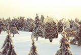 Grand Fir Forest Covered Snow Landscape Backdrop IBD-246911 size:2.2x1.5
