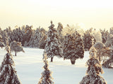 Grand Fir Forest Covered Snow Landscape Backdrop IBD-246911