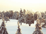 Grand Fir Forest Covered Snow Landscape Backdrop IBD-246911 size:2x1.5
