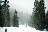 Green Forest Covered By Snow Landscape Backdrop IBD-246914 size:1.5x1