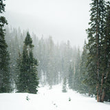Green Forest Covered By Snow Landscape Backdrop IBD-246914 size:1x1
