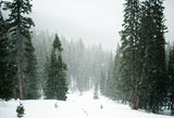 Green Forest Covered By Snow Landscape Backdrop IBD-246914 size:2.2x1.5