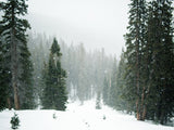 Green Forest Covered By Snow Landscape Backdrop IBD-246914
