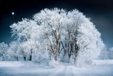 Fairytale Beautiful Frozing White Forest Landscape Backdrop IBD-246930 size:1.5x1