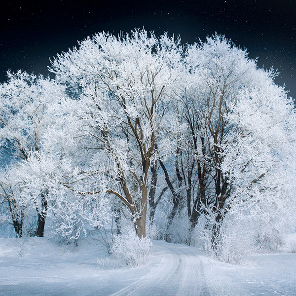 Fairytale Beautiful Frozing White Forest Landscape Backdrop IBD-246930 size:1x1