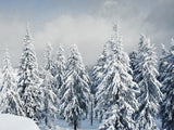 Winter Snow Scenery Forest Photo Backdrop IBD-247009