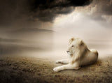 Magnificent Nest of Lions on Grass Background Abstract Photography Backdrop IBD-19892