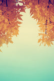 Maple Leaf Photography Background Autumn Backdrops IBD-19350