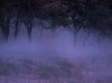 Mysterious Purple Smoke Woods Fairy Background Portrait Photography Backdrop IBD-19931 - iBACKDROP-For Photography, Mysterious Purple Smoke Background, Photo Background, Photography Background, Portrait Photo Backdrop, Portrait Photography backdrops, Tree Backdrops