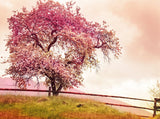 Natural Scenery Background Photo Background of Pink Flowering Trees on the Mountain IBD-20065