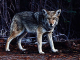 Painting Wolf Animals Photography Backdrops IBD-24523