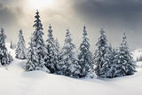 Pine Snowfield Background Winter Christmas Backgrounds Portrait Photography Backdrops IBD-19703