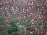 Pink Cherry Blossoms  Background For Photography IBD-24527