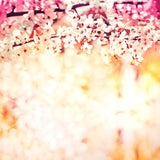 Pink Flower Background For Photography IBD-24516