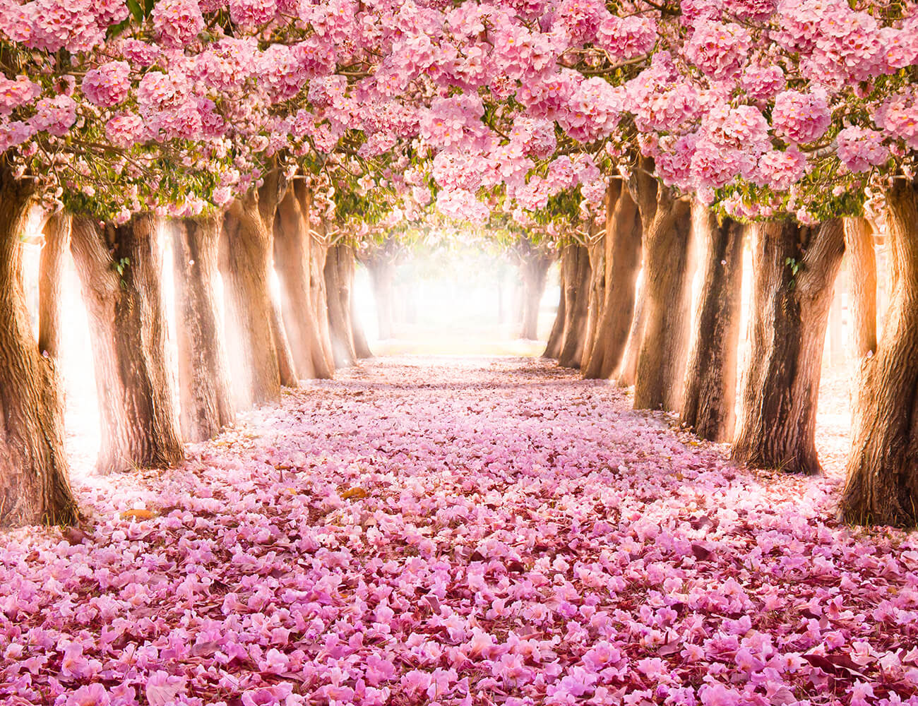 Pink Flower Tree  Backdrop For Photography IBD-24582