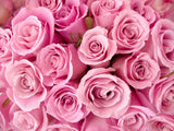 Pink Rose Backdrop For Valentine's Day IBD-24373