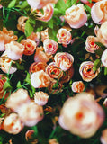 Pink Rose Flower Backdrop For Photography IBD-24557