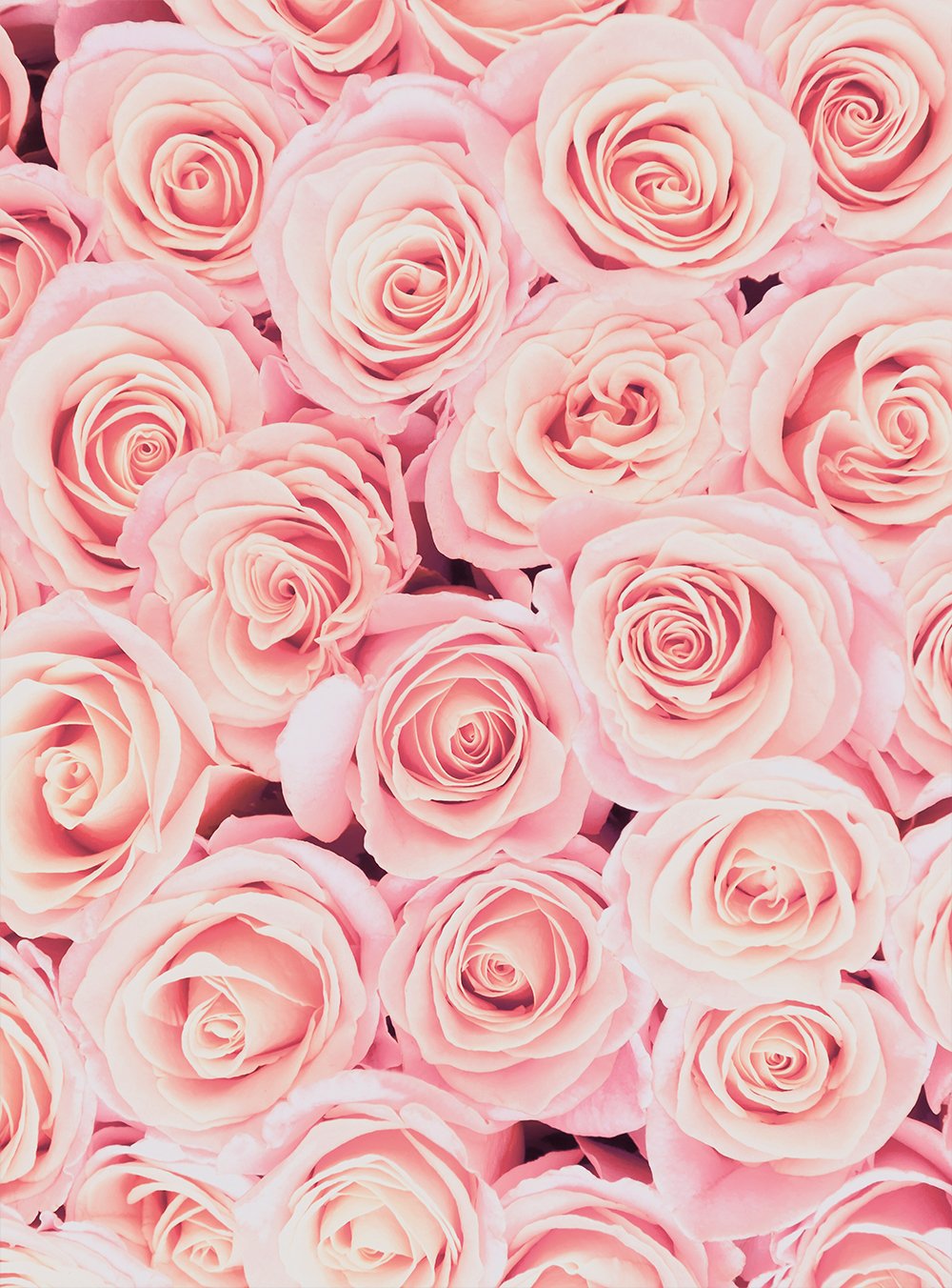 Pink Roses Backgrounds