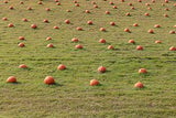 Pumpkin Growing in the Field Photography Backdrops IBD-19694