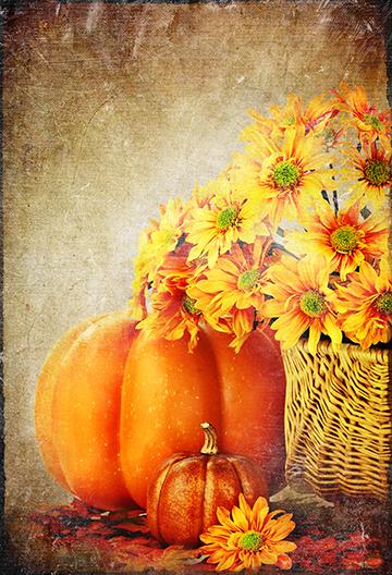 Pumpkin Little Sunflower Background Thanksgiving Day Backdrops IBD-19622