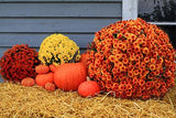 Pumpkin Wild Chrysanthemum Group Background Thanksgiving Backdrop IBD-19655