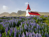 Purple Lavender Manor And Hill Scenic Backdrop For Photography IBD-24409