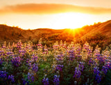 Purple Lavender Sunset Backdrop For Photography IBD-24581