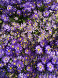 Purple Flower Background Valentine's Day Backdrops IBD-19273