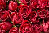 Red Rose Backdrop For Valentine's Backdrop IBD-24369