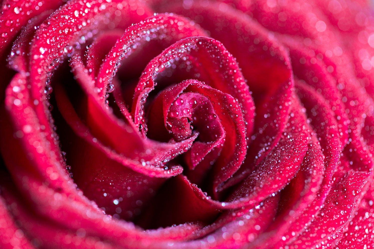 Red Rose Backdrop For Valentine's Day IBD-24371