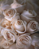 Romantic White Rose Background For Valentine's Day IBD-24399