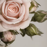 Patterned Backdrops Flower Photo Backdrops for Parties S-2703