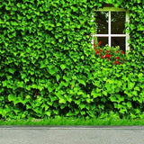 Window Backdrops Green Backdrop S-3107 - iBACKDROP