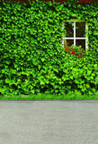 Window Backdrops Green Backdrop S-3107