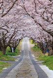 Woodland Backdrops Tree Backdrops Pink Backgrounds S-3135