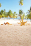 Beach Patterned Backdrops Trees Backdrops Blue Backgrounds S-3207