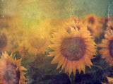Dark Yellow Blooming Sunflower Portrait Photography Backdrop IBD-20136