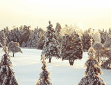 Snow Pine Forest Backdrop For Photography IBD-24585