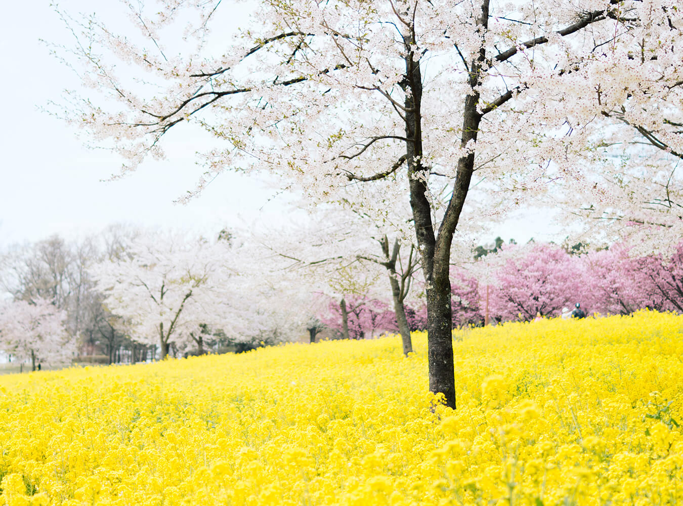 Spring Flower Backdrop For Photography IBD-24454
