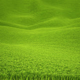 Spring Green Vibrant Background Green Grass Photo Backdrop IBD-19970